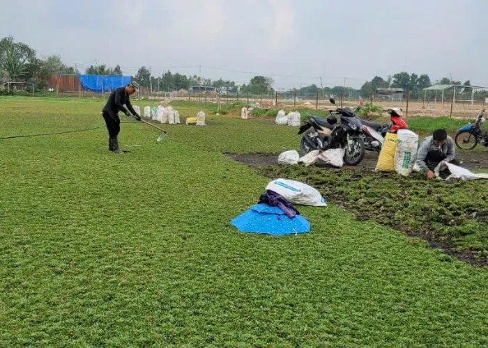 Mua Cỏ Lá Gừng Thái Tại Thủ Đức Và TP.HCM – Giao Hàng Nhanh