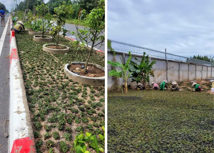  Mua Cỏ Lá Gừng Thái Tại Thủ Đức Và TP.HCM – Giao Hàng Nhanh