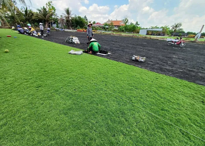 Mua Cỏ Nhung Nhật Tại TP.HCM Và Thủ Đức – Giao Hàng Tận Nơi, Tư Vấn Miễn Phí