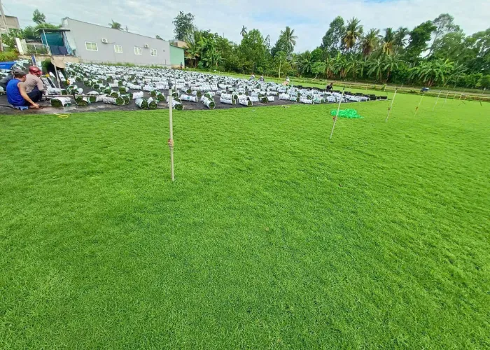 Mua Cỏ Nhung Nhật Tại TP.HCM Và Thủ Đức – Giao Hàng Tận Nơi, Tư Vấn Miễn Phí