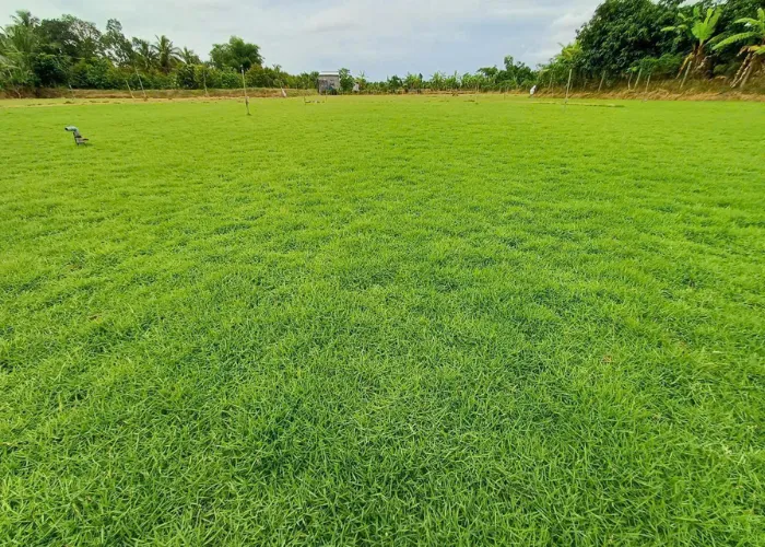 Mua Cỏ Nhung Nhật Tại TP.HCM Và Thủ Đức – Giao Hàng Tận Nơi, Tư Vấn Miễn Phí