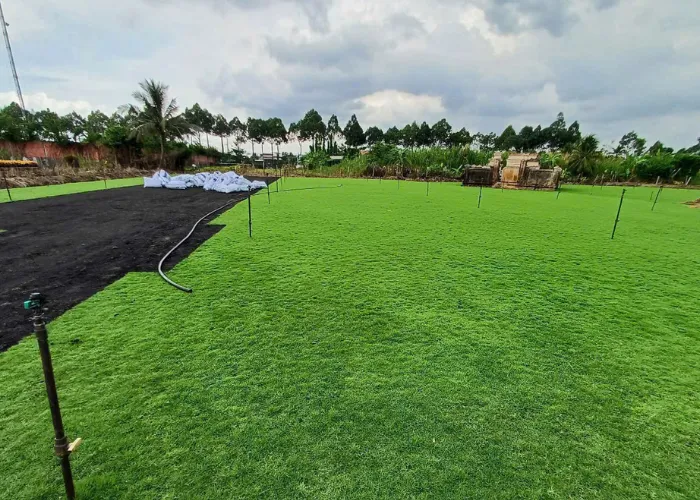 Mua Cỏ Nhung Nhật Tại TP.HCM Và Thủ Đức – Giao Hàng Tận Nơi, Tư Vấn Miễn Phí