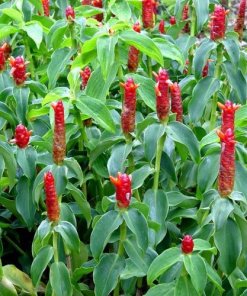 Phúc Lộc Thọ