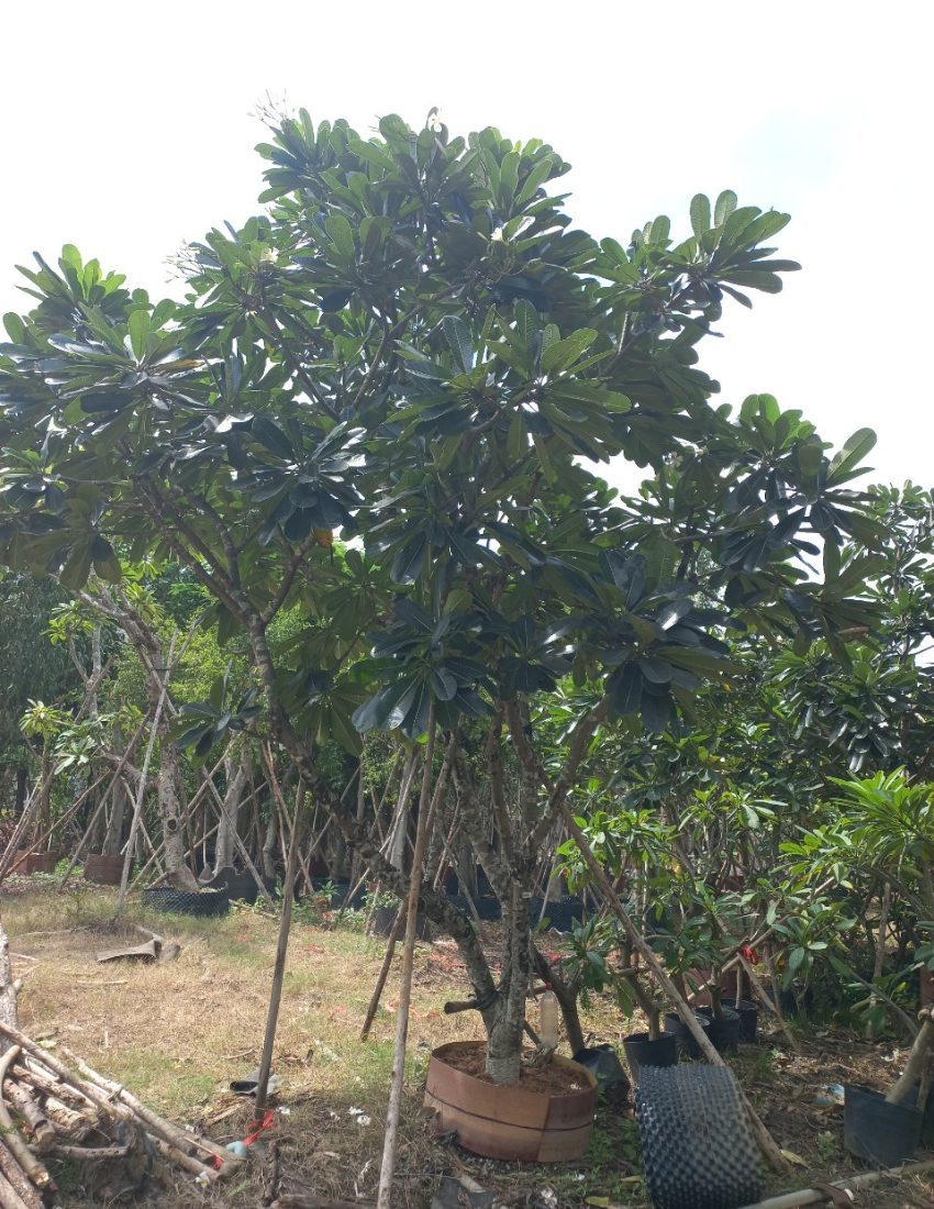 su dai