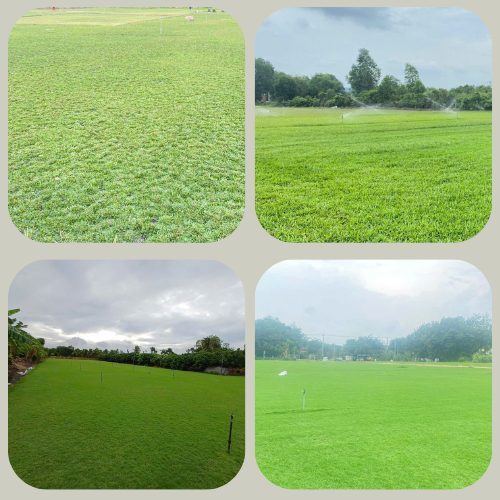 Thảm Cỏ Sân Vườn Giá Tốt - Thi Công Trọn Gói
