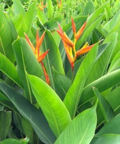 Thiên Điểu