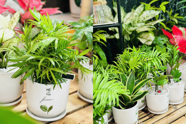 Cây Cau Tiểu Trâm Hợp Mệnh Nào