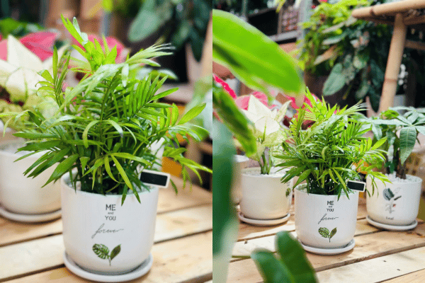 Cây Cau Tiểu Trâm Hợp Mệnh Nào