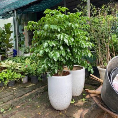 Cây Hạnh Phúc Có Sống Được Trong Phòng Máy Lạnh Không?