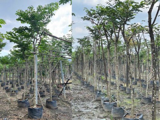 5 Lợi Ích Nổi Bật Của Cây Giáng Hương và Cách Trồng Hiệu Quả