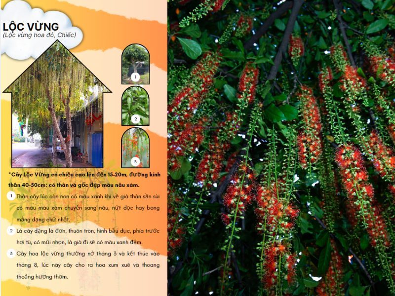 Cây Lộc Vừng
