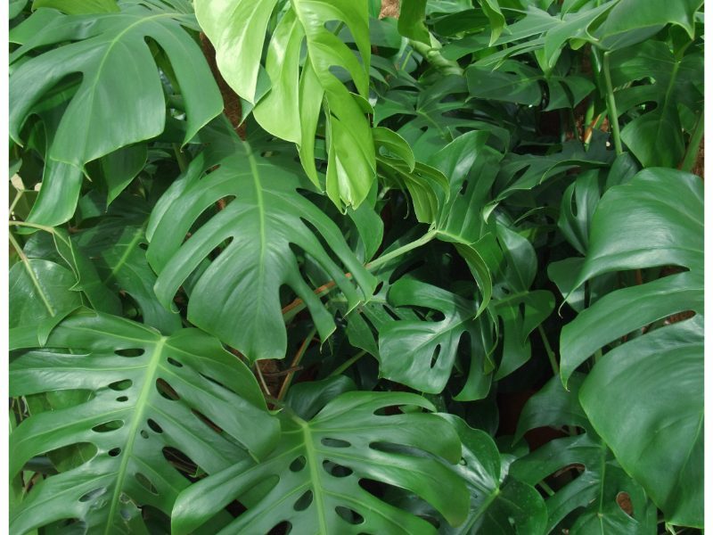 Cây kiểng lá