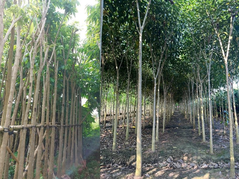 Cây Kèn Hồng
