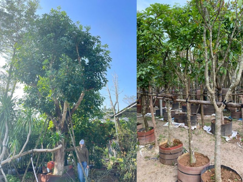 Cây Lộc Vừng Tại Thủ Đức năm 2025