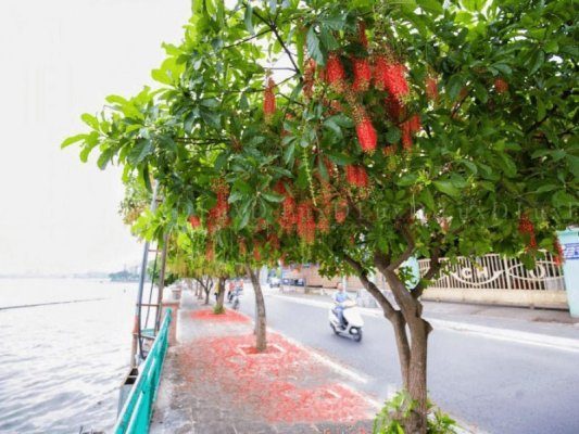 Cây Lộc Vừng Tại Thủ Đức năm 2025