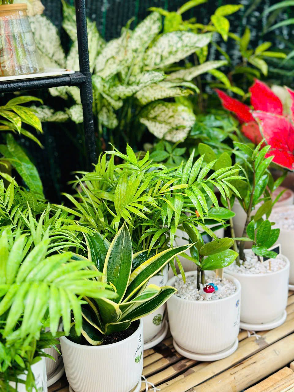 Chậu cây để bàn giá rẻ