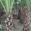 Cây Cọ Xẻ