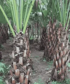 Cây Cọ Xẻ