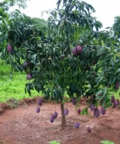 ảnh cây xoài ngọc vân