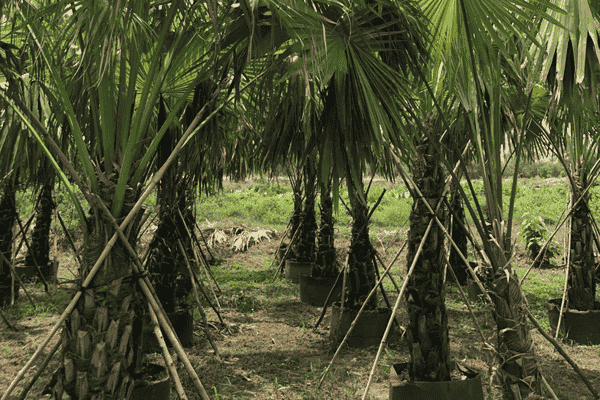 cây cọ xẻ
