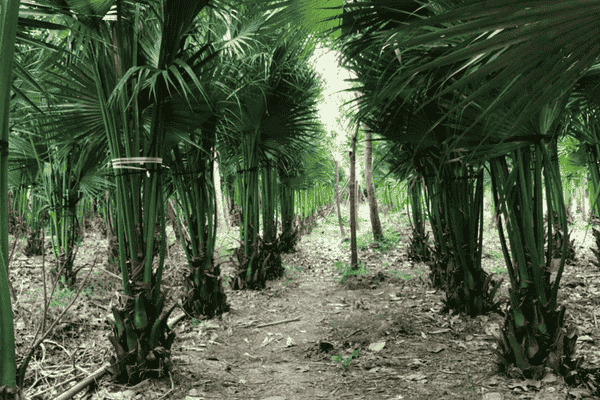 cây cọ tàu