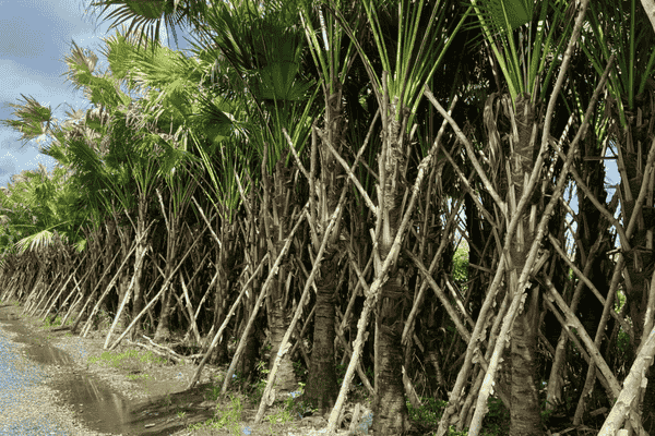 cây cọ xẻ