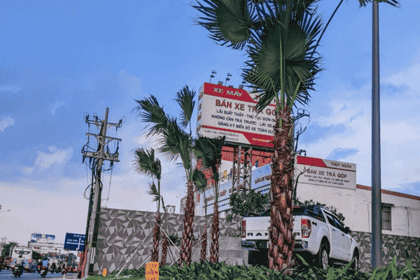 cây cọ xẻ 