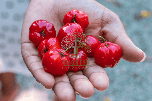 Công Dụng Của Quả Sơ Ri