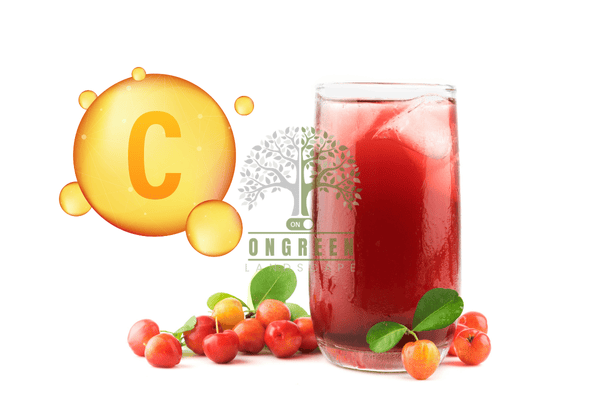 Công Dụng Của Quả Sơ Ri