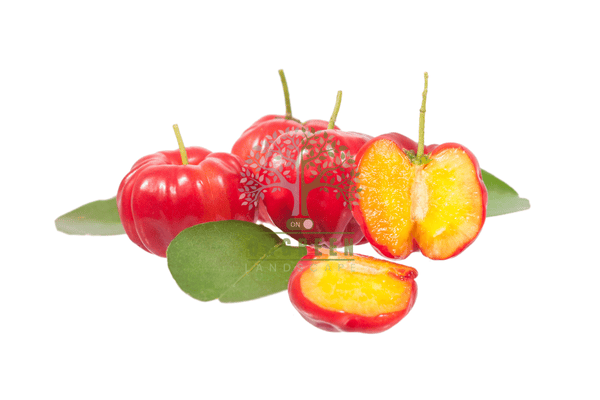 Công Dụng Của Quả Sơ Ri