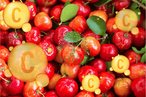 Công Dụng Của Quả Sơ Ri