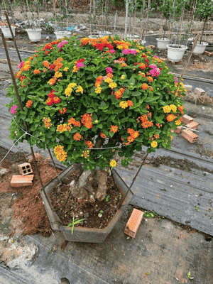 Cây Trâm Ổi Ngũ Sắc Ghép 