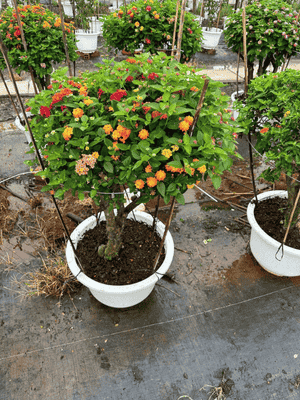 Cây Trâm Ổi Ngũ Sắc Ghép 