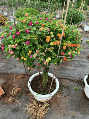 Cây Trâm Ổi Ngũ Sắc Ghép 
