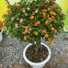 Ảnh Cây Trâm Ổi Ngũ Sắc Ghép Cổ Thụ