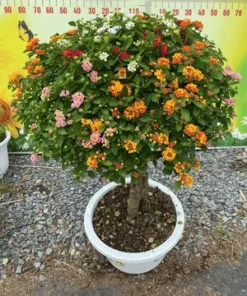Ảnh Cây Trâm Ổi Ngũ Sắc Ghép Cổ Thụ