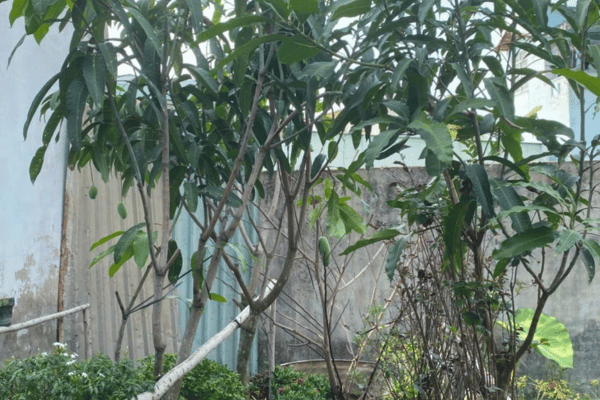 Cây Xoài Ngọc Vân