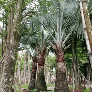 Ảnh Cây Kè Bạc