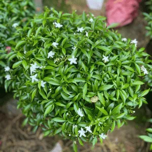 Cây Mai Vạn Phúc Col