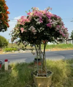 cây hoa giấy tán dù