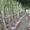 Ảnh Cây Cau Trắng