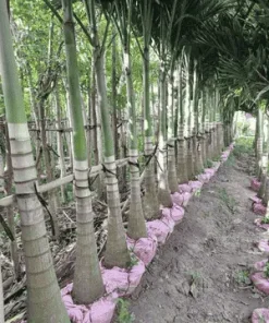 Ảnh Cây Cau Trắng