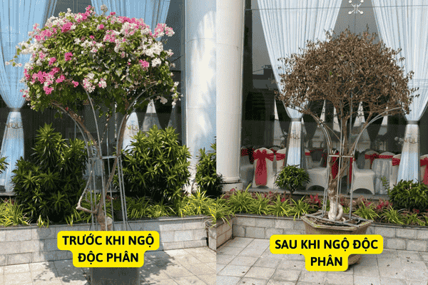Cây Hoa Giấy Bị Ngộ Độc Phân Bón Hóa Học
