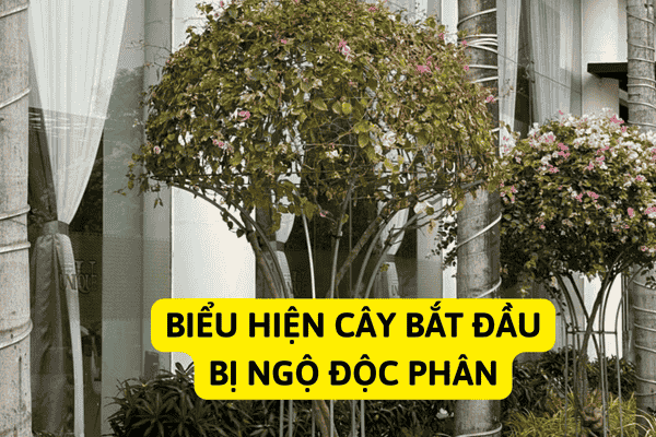 Cây Hoa Giấy Bị Ngộ Độc Phân Bón Hóa Học