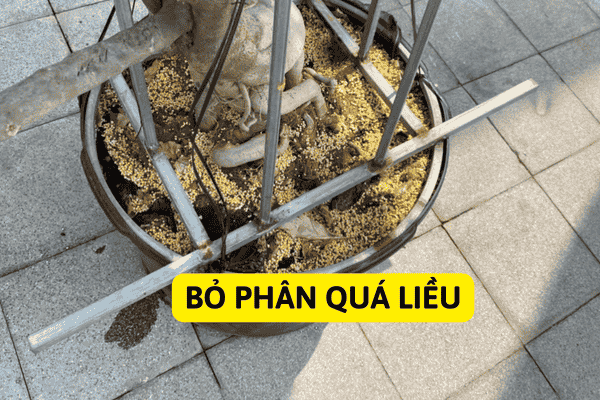 Cây Hoa Giấy Bị Ngộ Độc Phân Bón Hóa Học