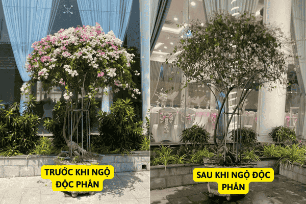 Cây Hoa Giấy Bị Ngộ Độc Phân Bón Hóa Học