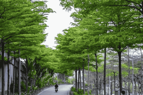 Cây Bàng Đài Loan Trang Trí – Vẻ Đẹp Hiện Đại Năm 2025 Cho Mọi Không Gian