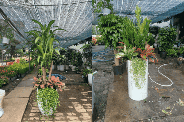 Cho Thuê Cây Cảnh Nội Thất -Decor event