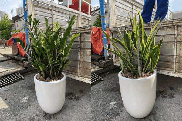 Cho Thuê Cây Cảnh Nội Thất -Decor event