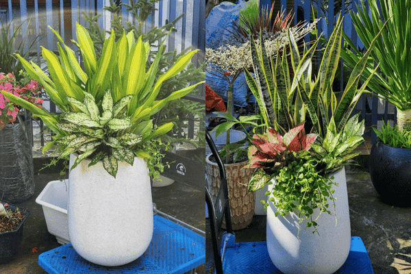 Cho Thuê Cây Cảnh Nội Thất -Decor event